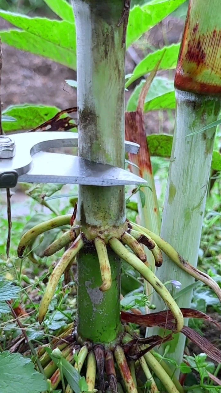 这种植物就是甜杆,又名甜高粱,你认识吗?