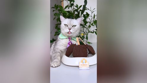 猫王：石榴加酸奶摇一摇，就能做巧克力脆皮冰棍