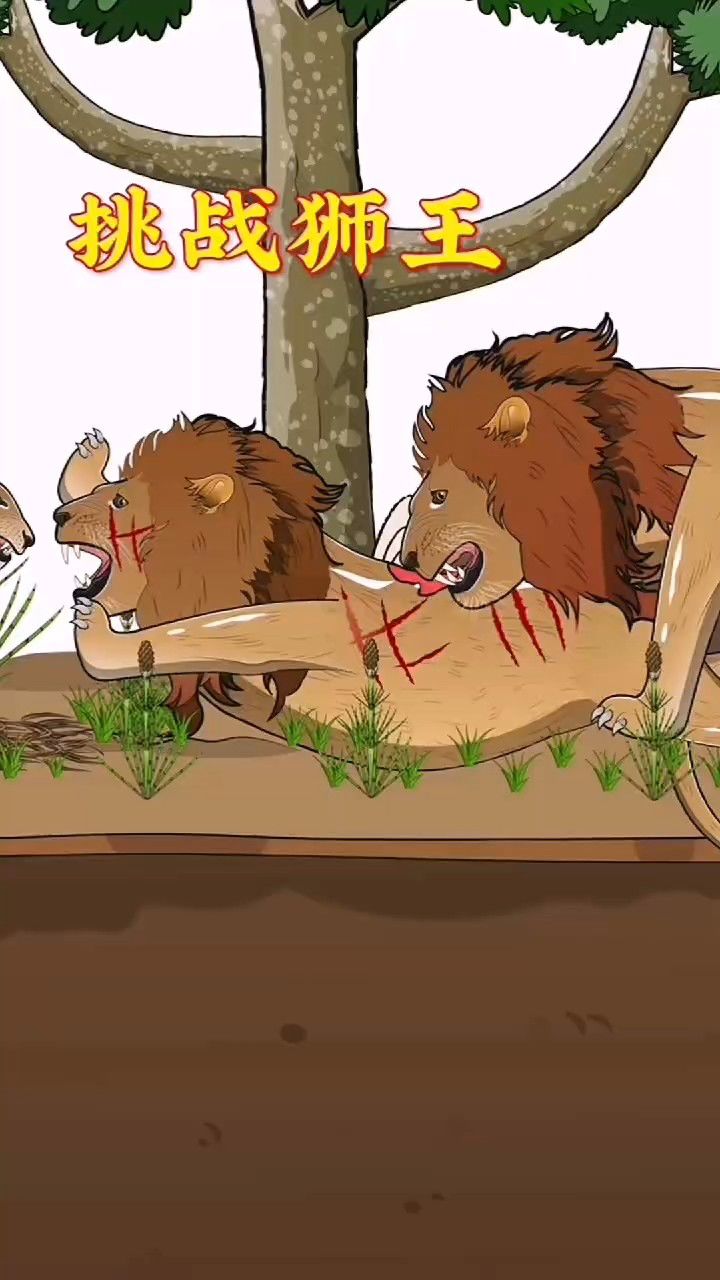 新狮王会杀怀孕的母狮吗