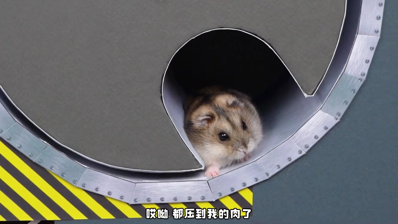 小仓鼠闯关乐园第二季 6集