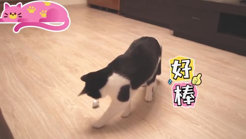 听话的猫猫_68_少儿_动画片大全_腾讯视频