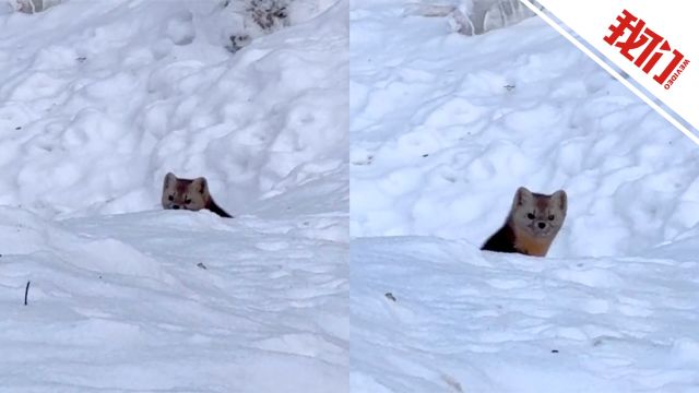 国家一级保护动物紫貂现身林海雪原 拍摄者:探头探脑的 对人类充满好奇