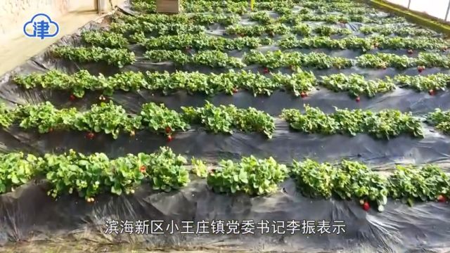 两会新视野 | 李振:学习“千万工程” 优化高标准农田建设