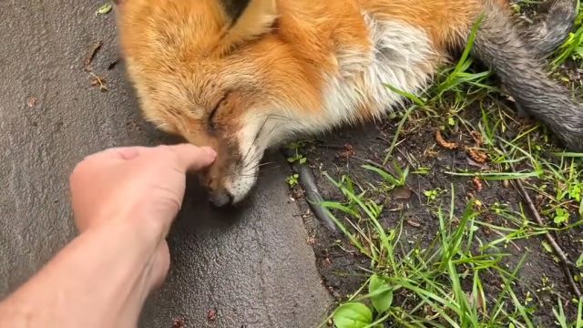 野狐狸闯进自己后院,还想通过装死来蒙混过关|纪录片