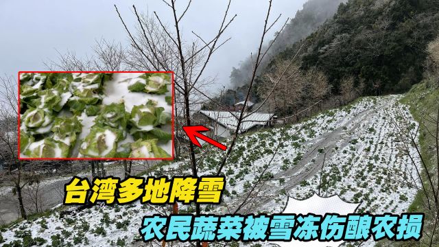 台湾多地降雪,农民蔬菜被雪冻伤酿农损⠀