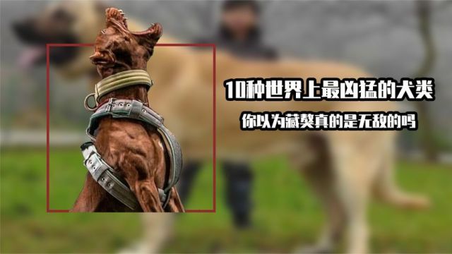 10种世界上最凶猛的犬类,你以为藏獒真的是无敌的吗