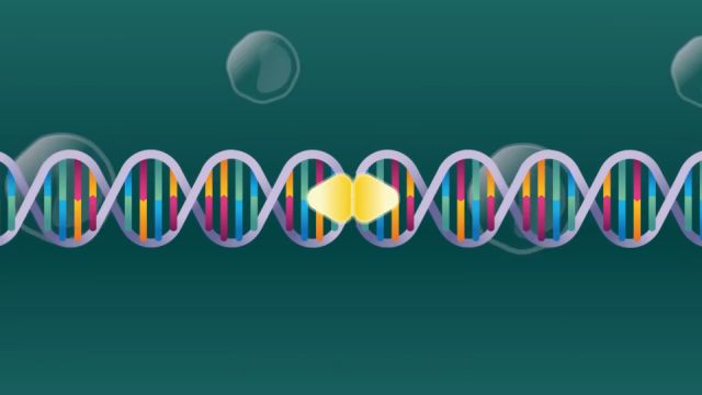 DNA的双螺旋结构与半保留复制⠀