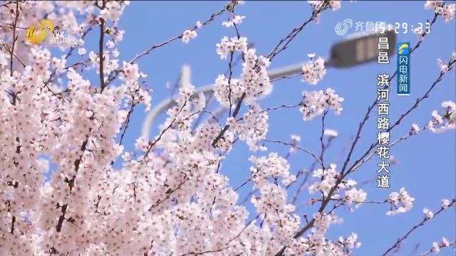 春风和煦,春花烂漫!来潍坊感受浓浓春意,踏青赏花尽享美好时光