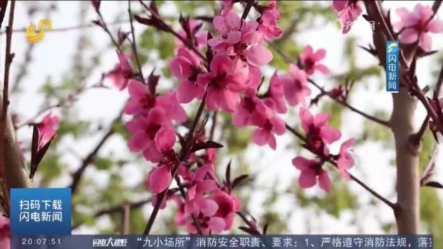 东平:立足生态资源优势,打造“花海景观”,进一步丰富旅游元素