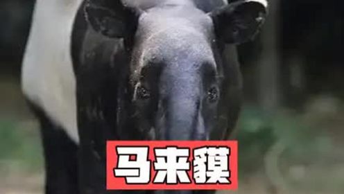 五不像的马来膜，鼻似象耳似犀，身如猪足似虎，躯似熊，你见过吗#全能创作人招募计划_高清1080P在线观看平台_腾讯视频