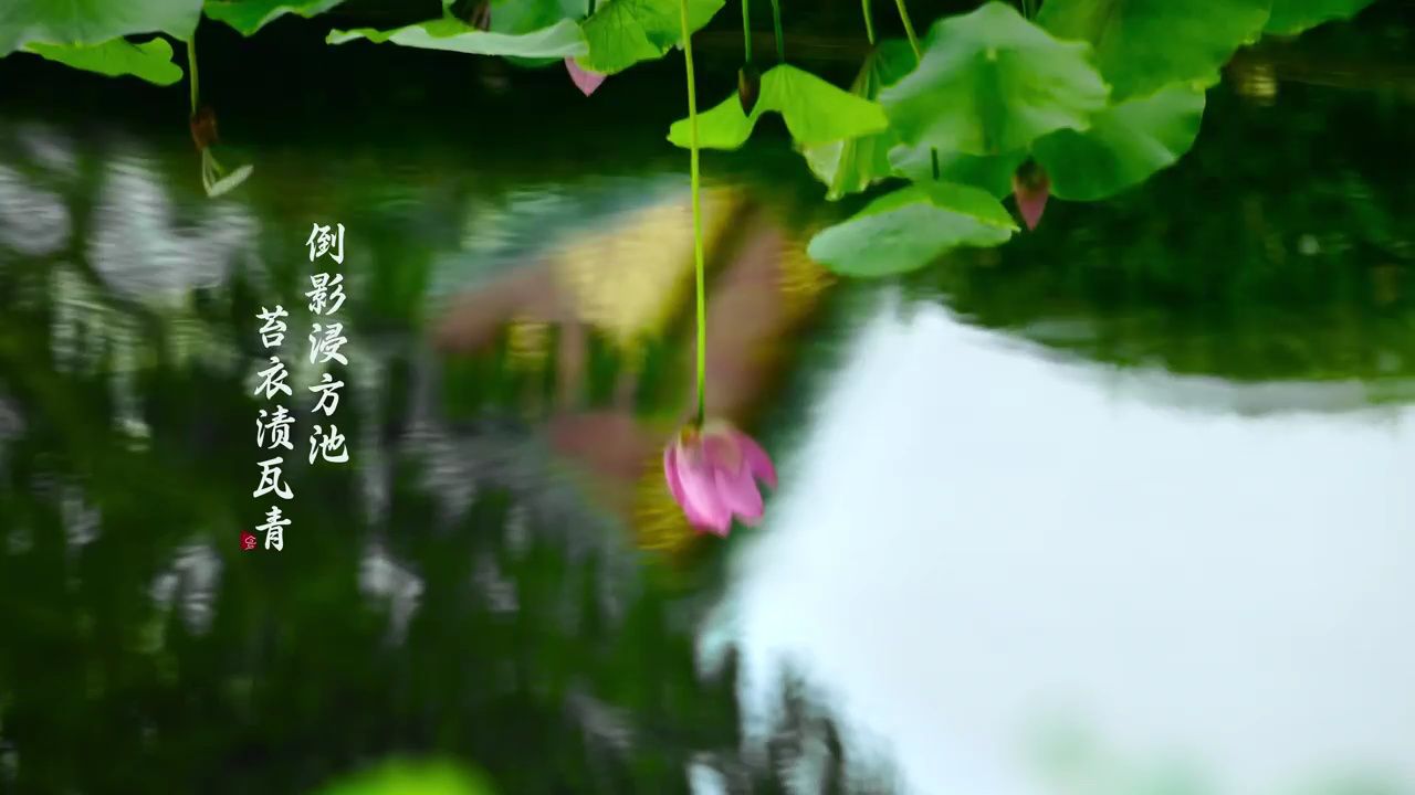 二十四节气-处暑溽暑收残暑,新秋渡清飔。_高清1080P在线观看平台_腾讯视频
