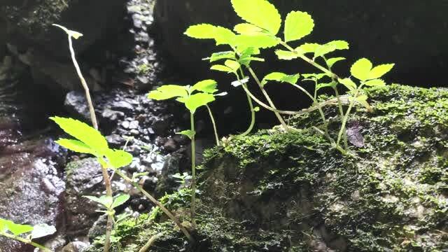 周末出行好去处,寻觅苍山最美的溪流,喜欢原生态风景吗