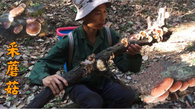 云南小伙带你进山采蘑菇摘野菜,沿途的风景太美啦,看看收获怎样