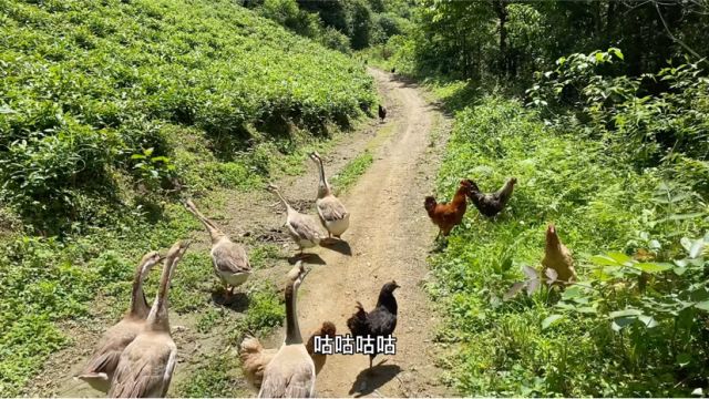 湖南深山蛇雕偷袭大白鹅,咬的满地都是鹅毛,蛇雕叫声好恐怖