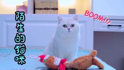 家里来了一只陌生的猫，可是大猫却不喜欢它_高清