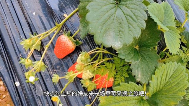 南充:嘉陵区世阳镇韩家村玖玖生态草莓园开园啦