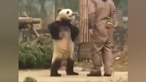 绝不能送出国的五只大熊猫，每个都是顶流显眼包，各有各的理由 #熊猫花花 #大熊猫萌兰 #大熊猫七仔 #大熊猫渝爱 #大熊
