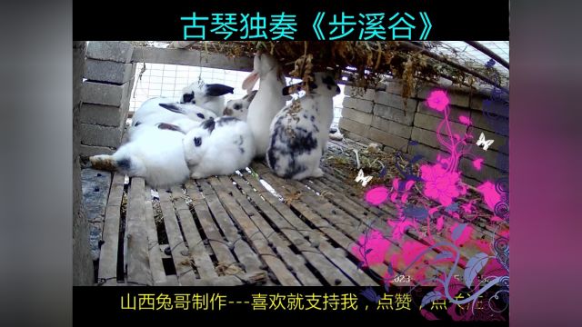 古琴独奏《步溪谷》古风古韵,民族瑰宝,传承千年