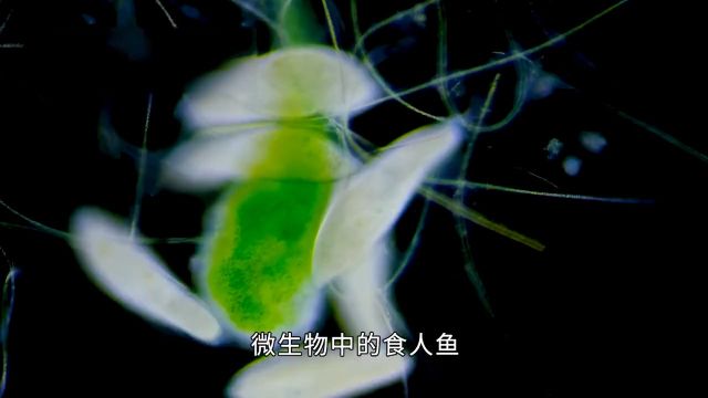 微生物的世界里,究竟有哪些怪物?3