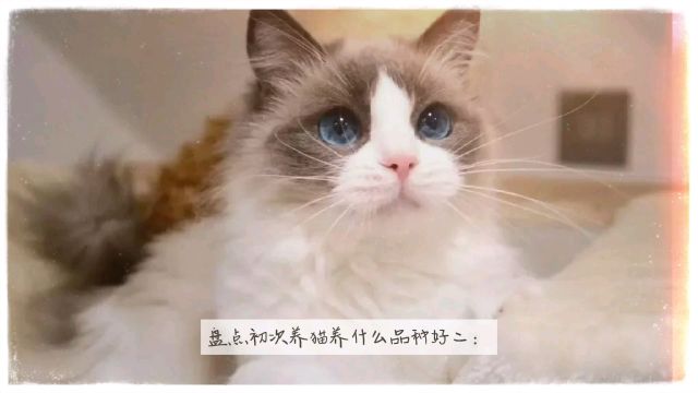 盘点初次养猫养什么品种好二:狸花猫、金吉拉猫、暹罗猫.