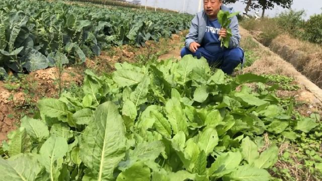 农村野菠菜营养美味,一片叶子一盘菜,这片上百人都吃不完