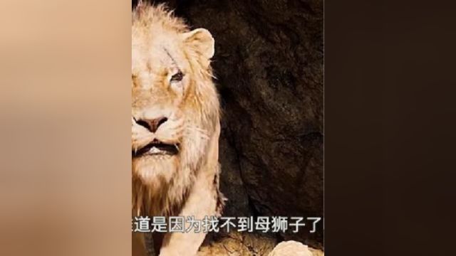 2三只公狮子轮流按摩,这让母狮子情何以堪!