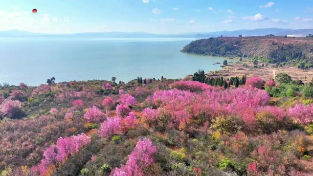 冬樱花,粉色浪漫盛大来袭