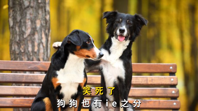 狗狗也有ie之分?你家是哪种?