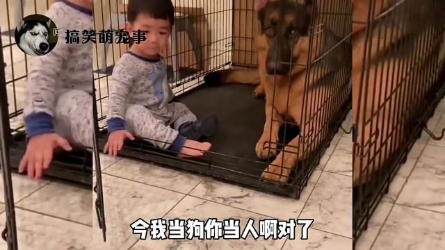 动物爆笑配音:人猴情未了,猴姐的恋爱秘籍!#年度搞笑名场面#