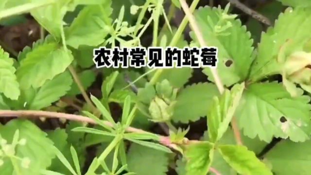 鉴定一下“歪屁股”的营销号