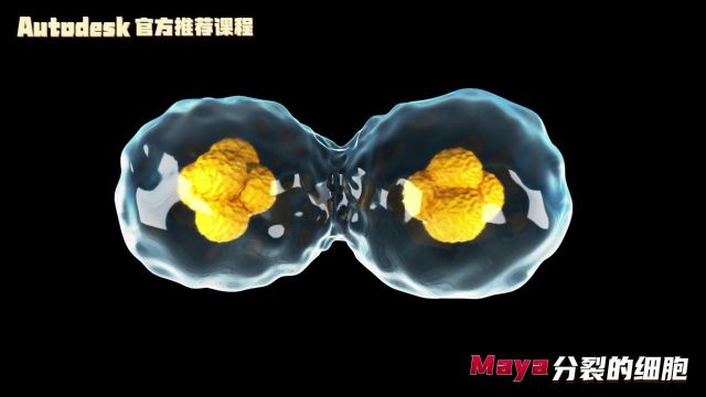 【SCI科研制图教程】如何用Maya软件制作分裂的细胞【宋元元博主】