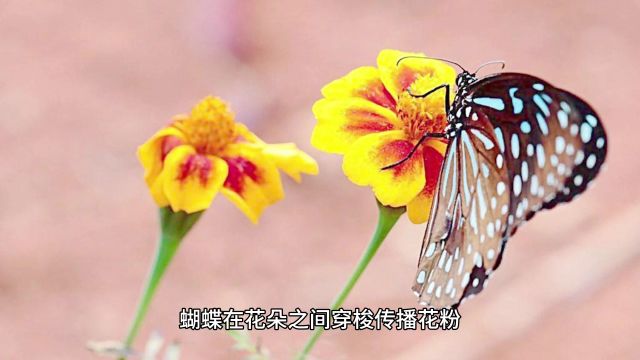 冷知识:昆虫是地球上种类最多的生物之一!