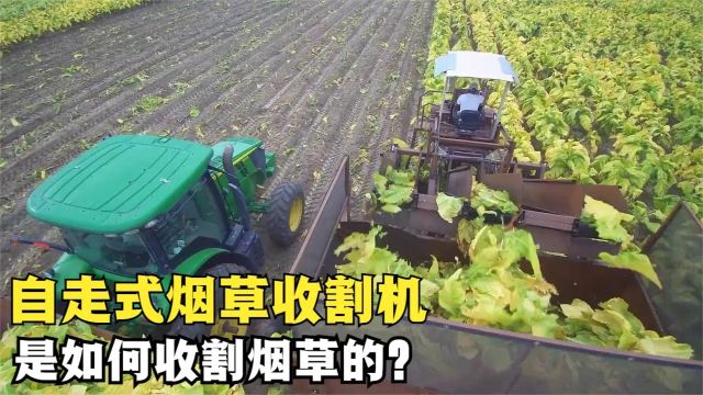 令人惊叹的烟叶收割机,收割晾晒一体化,是如何做到的?