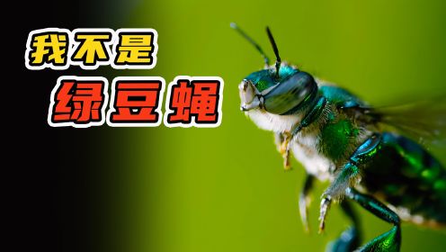 兰花蜜蜂不采花蜜，偏偏采集粪便，总是被当成绿豆蝇，昆虫纪录片