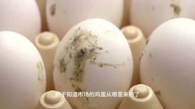 真实拍摄:鸡蛋工厂式生产全过程,终于知道市场的鸡蛋从哪来的