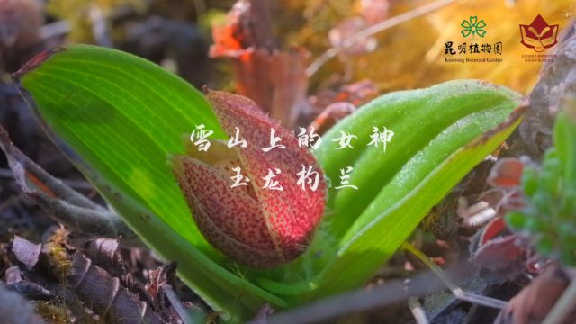 雪山上的女神——玉龙杓兰