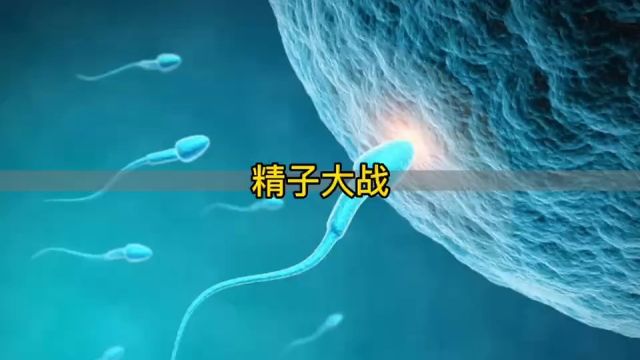 百亿精子大战,最后只会有一个胜出!失败的精子都去哪里了?