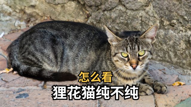 哪里能看出,狸花猫是不是纯种?