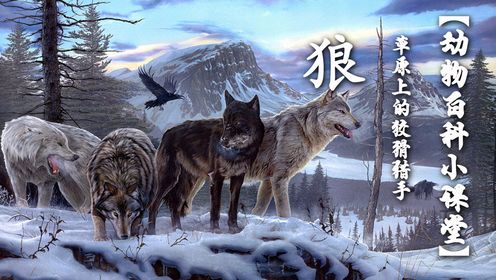 狼族秘籍：如何成为草原上的狡猾猎手