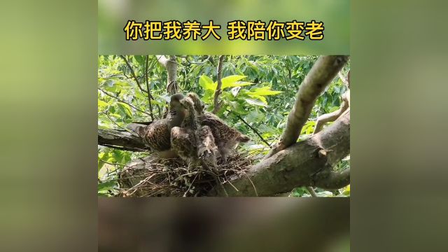 斑鸠育雏习性为鸽形目典型的以鸽乳育雏,雌雄共同筑巢、孵卵、喂养雏鸟,感恩天下父母心过六一的仪式感小斑鸠出镜