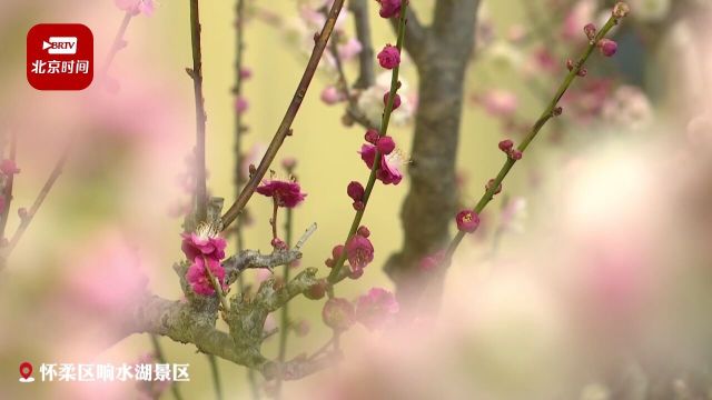 赏梅迎春~响水湖长城梅花展美丽上线啦