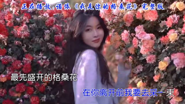 诺依版《我是你的格桑花》情歌新演绎,感受不一样的情感