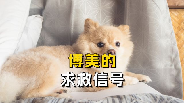 博美的求救信号,别装不知道!