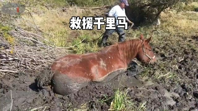 珍贵的千里马陷入泥潭,被救上来康复后真的太漂亮了神奇动物在真实户外人与动物和谐共处.