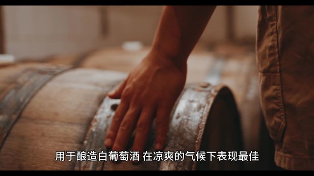 琼瑶浆(Gewurztraminer)芳香型酿酒葡萄品种