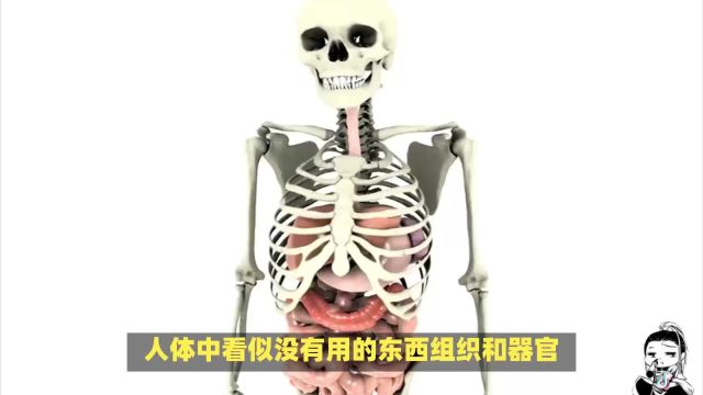 看似没有用的人体器官