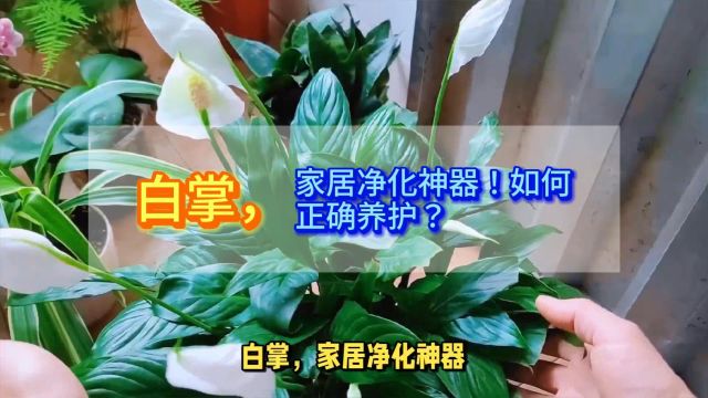 白掌,家居净化神器!如何正确养护?