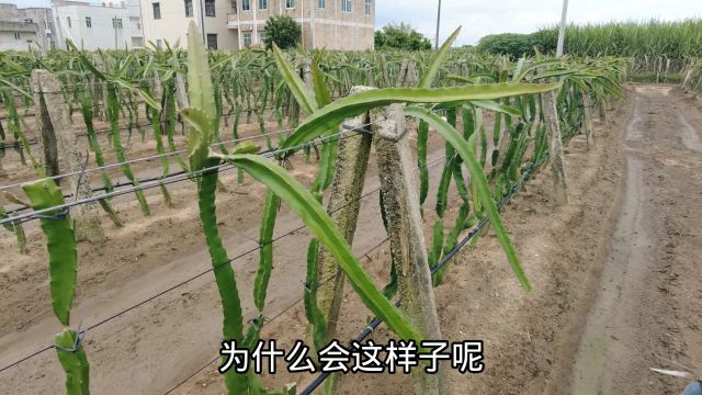 种植火龙果弯苗产果快,为啥果农直接放弃?破顶不用弯苗管理省心