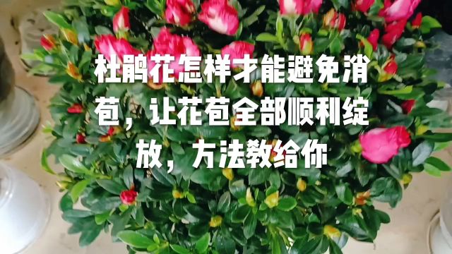 杜鹃花怎样才能避免消苞,让花苞全部顺利绽放,方法教给你