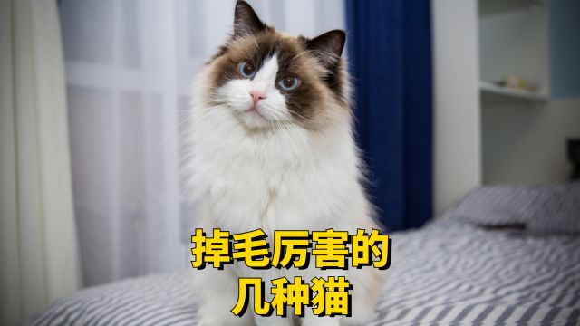 这几种猫掉毛很厉害,你养了没?